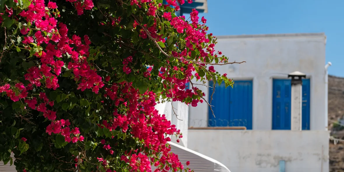 The bougainvillea tree in Greece