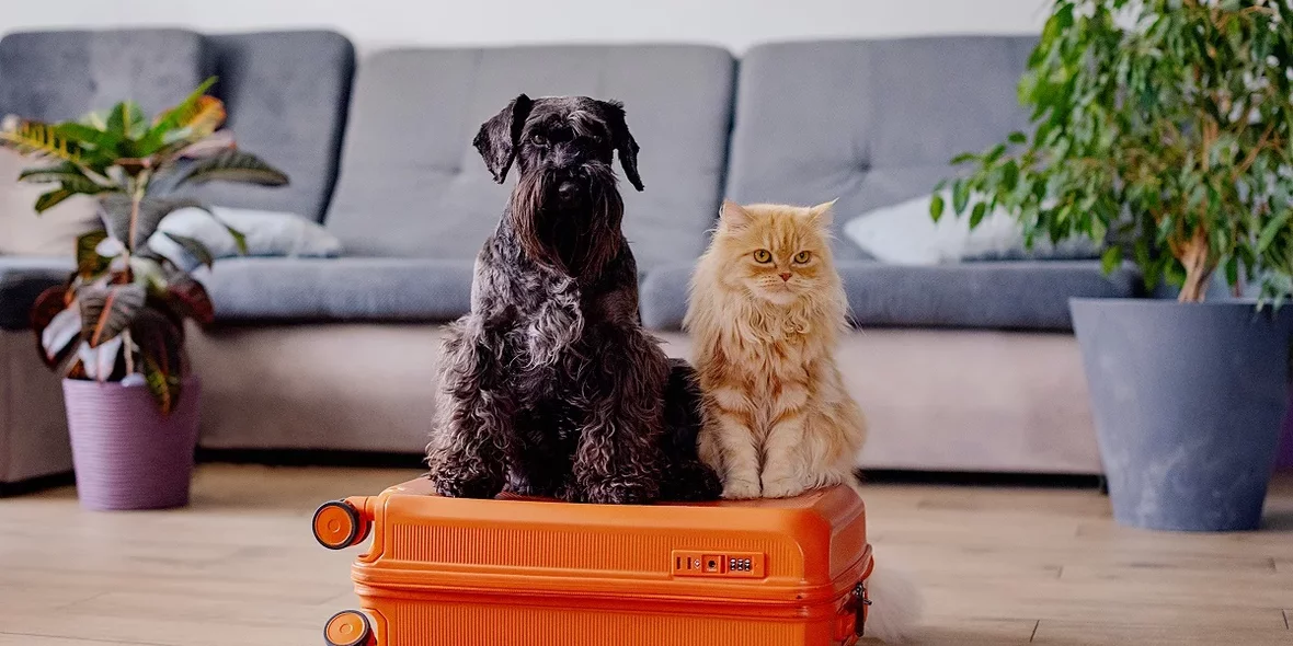 A pet cat and a dog sitting on a suitcase