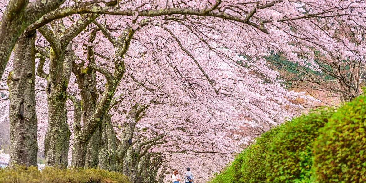 Цветущая сакура в Японии весной