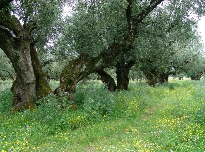 Land 1 room  Vanato, Greece