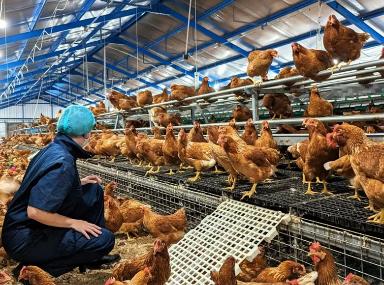 Lay chicken farm business for sale It has an egg production volume of 105,600 eggs/day.