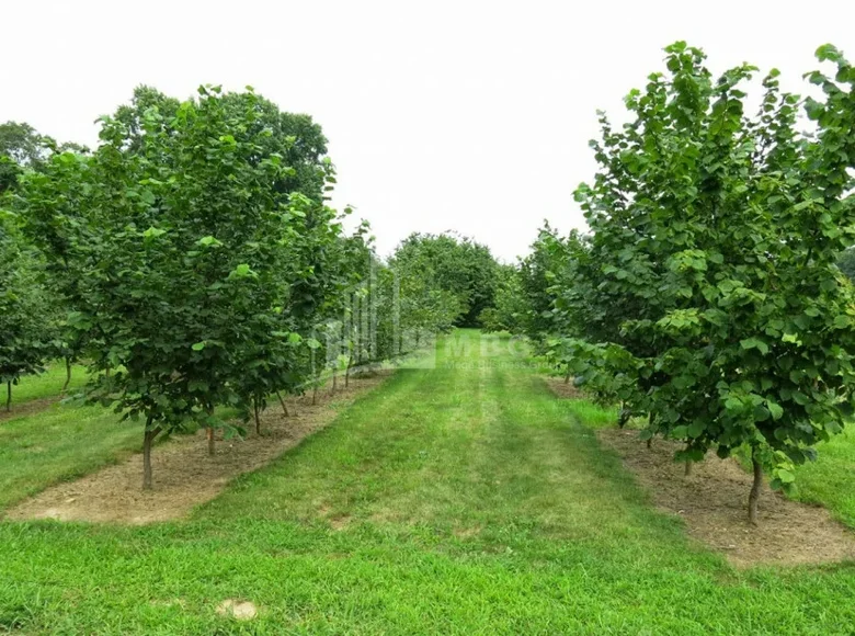 Działki 60 m² Gruzja, Gruzja