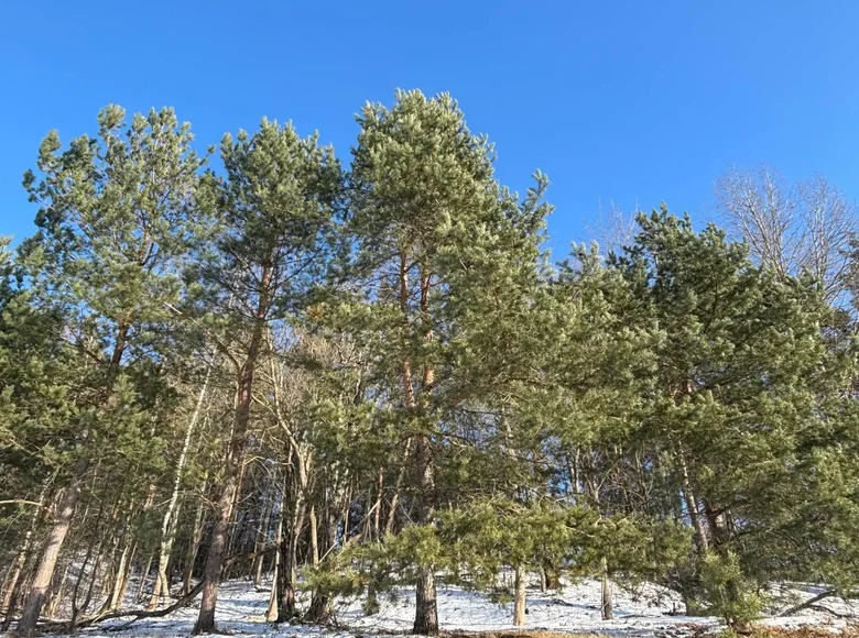 Parcelas  Jzufouski siel ski Saviet, Bielorrusia