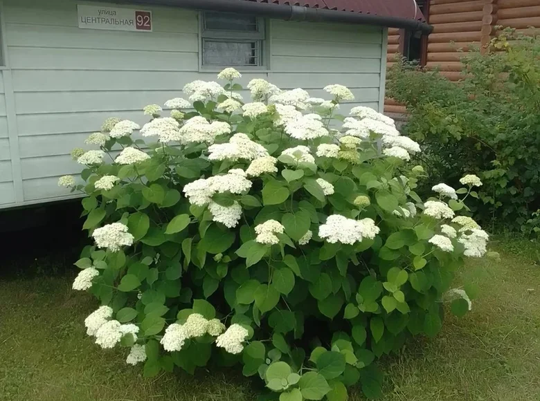 Дом  Плещеницкий сельский Совет, Беларусь