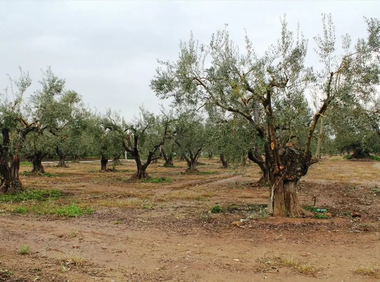 Atterrir 1 chambre 12 500 m² Polygyros, Grèce