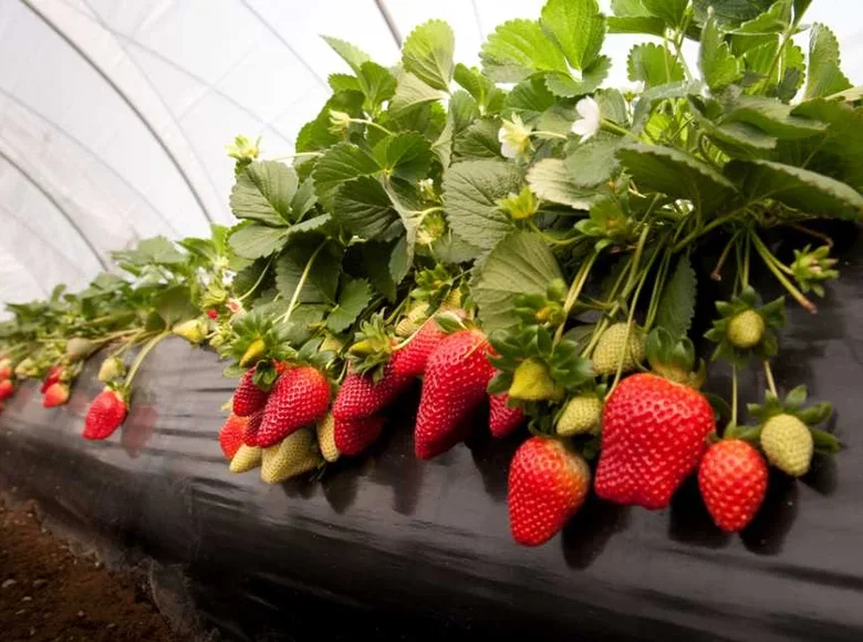 FOR SALE OR OPEN TO ANY TYPE OF INVESTMENT – FULLY OPERATIONAL GREENHOUSE FARM IN MARNEULI MUNICIPALITY