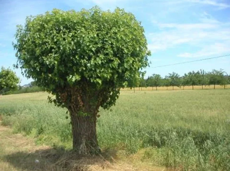 Gewerbefläche 8 000 000 m² Terni, Italien