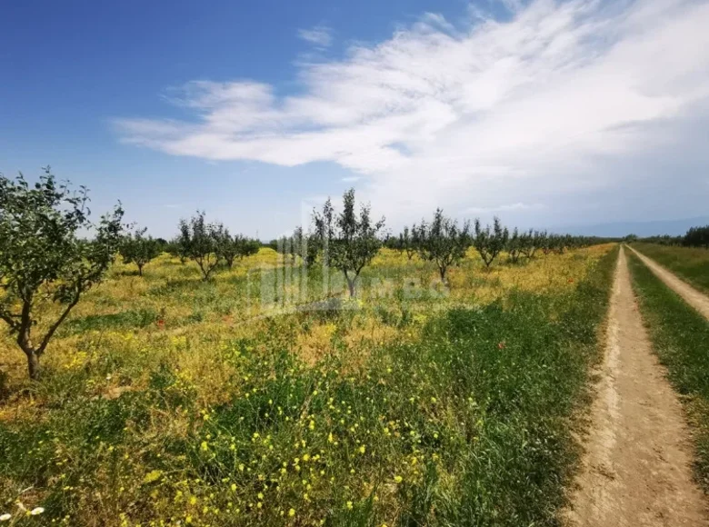 Działki 12 000 m² Gruzja, Gruzja