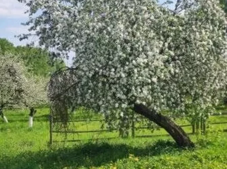 Gewerbefläche 10 m² Mastok, Weißrussland