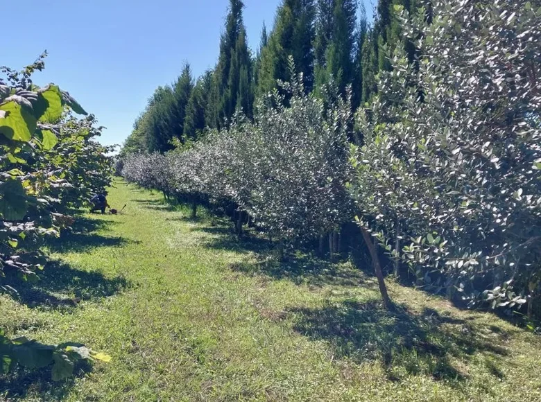 Parcelas  Lazika, Georgia