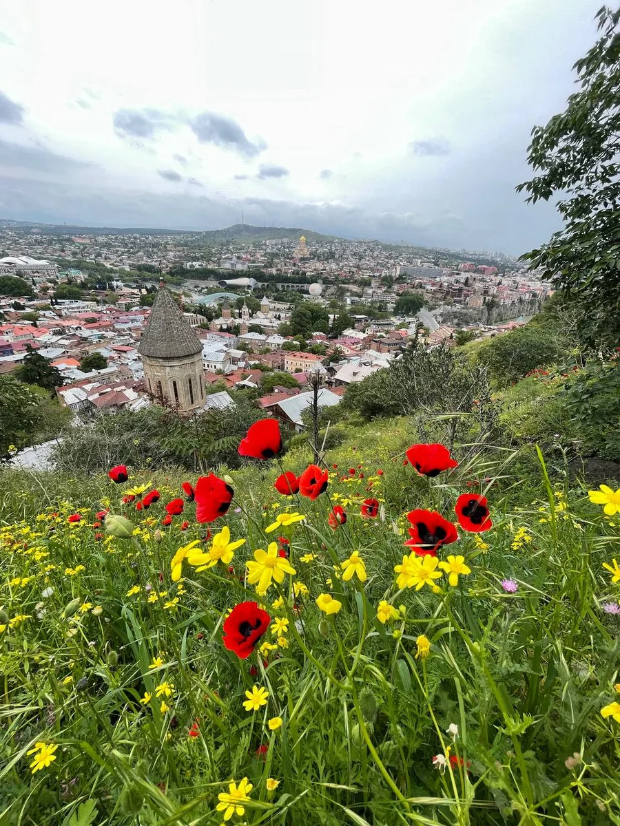 flower field and city view