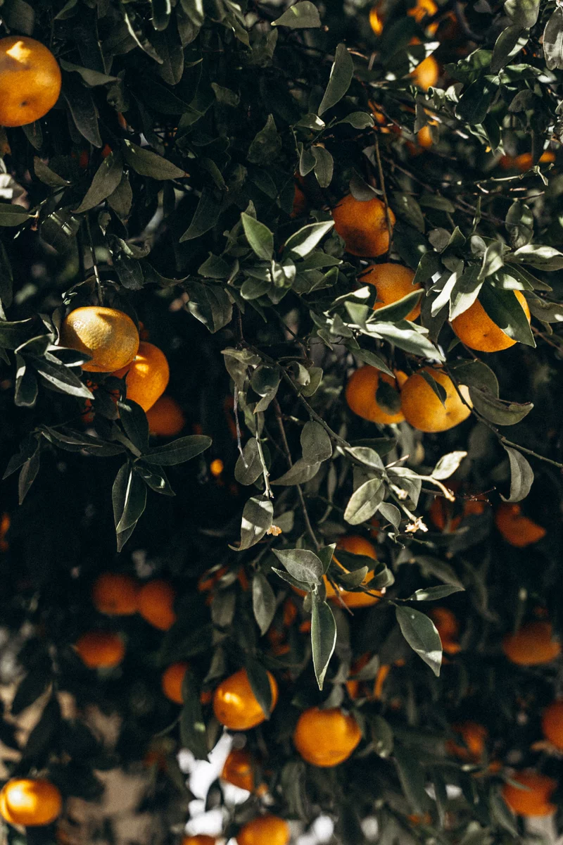 tangerine tree