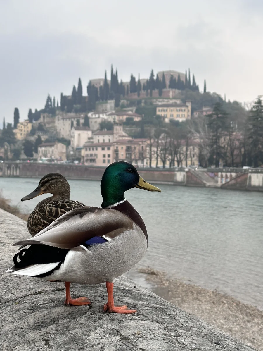 Ducks on the river bank, Italy, Verona