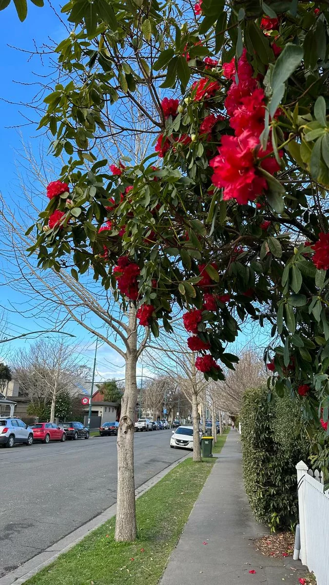 цветущая весна в Новой Зеландии