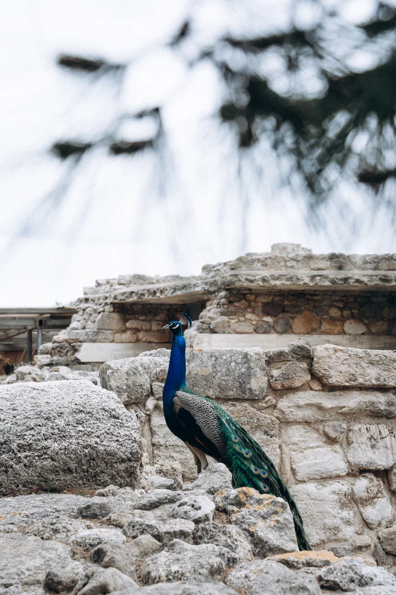 peacock on the rocks in Greece