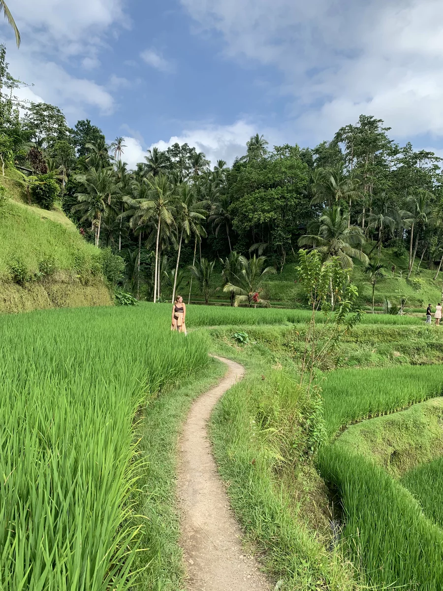 jungles of Bali