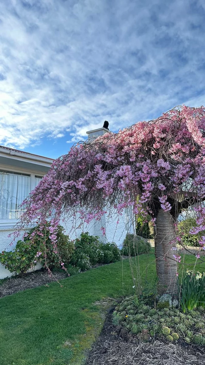 Цветущее дерево в Крайстчерче
