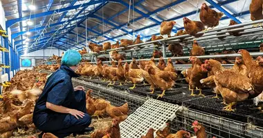 Lay chicken farm business for sale It has an egg production volume of 105,600 eggs/day. en Phrae, Tailandia