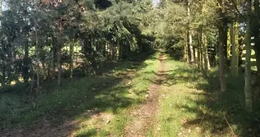 Terrain dans Boruja Koscielna, Pologne