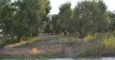Plot of land in Moudania olive groves, Greece