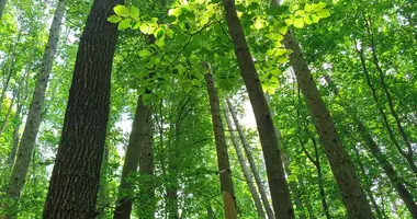 Plot of land in Kismaros, Hungary