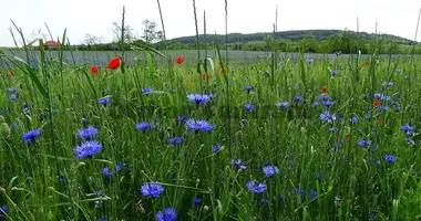 Plot of land in Soskut, Hungary