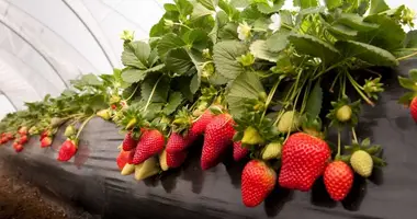 FOR SALE OR OPEN TO ANY TYPE OF INVESTMENT – FULLY OPERATIONAL GREENHOUSE FARM IN MARNEULI MUNICIPALITY w Marneuli, Gruzja