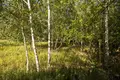 Квартира 950 м² Варшава, Польша