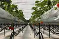 FOR SALE OR OPEN TO ANY TYPE OF INVESTMENT – FULLY OPERATIONAL GREENHOUSE FARM IN MARNEULI MUNICIPALITY