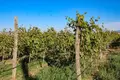 🍇 For Sale – Operating Winery and Vineyard