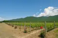  Fully equipped, brand-new wine factory with a full production cycle, located in Kvareli 