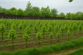 Unique family wine house with cellar, hotel rooms, vineyard and own wine brand. 