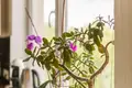 Wohnung 3 zimmer 61 m² Zaliukes, Litauen