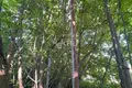 Grundstück 800 m² Sokolskoje, Russland