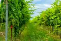 Now available for sale! A new wine factory complex in Kakheti, Telavi Municipality, in the village of Napareuli