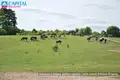Land  Riese, Lithuania
