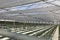 FOR SALE OR OPEN TO ANY TYPE OF INVESTMENT – FULLY OPERATIONAL GREENHOUSE FARM IN MARNEULI MUNICIPALITY
