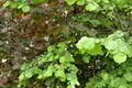 Parcelas  Anninskoe gorodskoe poselenie, Rusia