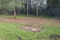 Parcelas  Saskouski sielski Saviet, Belarús