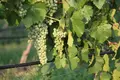 🍇 For Sale – Operating Winery and Vineyard