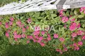 Appartement 3 chambres 79 m² Tikkakoski, Finlande