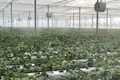 FOR SALE OR OPEN TO ANY TYPE OF INVESTMENT – FULLY OPERATIONAL GREENHOUSE FARM IN MARNEULI MUNICIPALITY