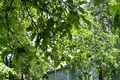 House 33 m² Homyel, Belarus