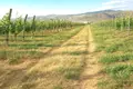 🍇 For Sale – Operating Winery and Vineyard