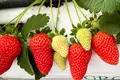 FOR SALE OR OPEN TO ANY TYPE OF INVESTMENT – FULLY OPERATIONAL GREENHOUSE FARM IN MARNEULI MUNICIPALITY