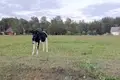 Parcelas  Rekyva, Lituania
