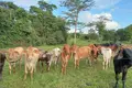 Land 630 000 m² San Jose del Guaviare, Colombia