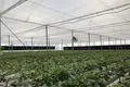 FOR SALE OR OPEN TO ANY TYPE OF INVESTMENT – FULLY OPERATIONAL GREENHOUSE FARM IN MARNEULI MUNICIPALITY
