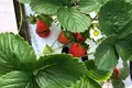 FOR SALE OR OPEN TO ANY TYPE OF INVESTMENT – FULLY OPERATIONAL GREENHOUSE FARM IN MARNEULI MUNICIPALITY