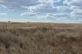 Działki  Sukhyi Lyman, Ukraina